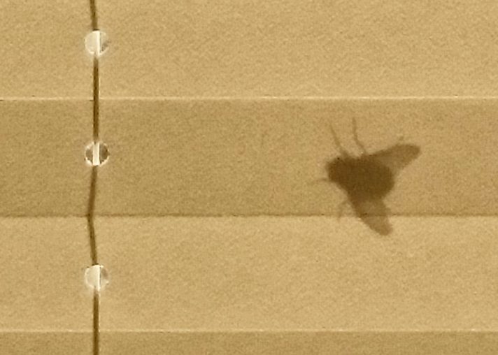 <a title="my caption" href="images/2015dez-08.jpg" rel="lightbox">Fliegen, die sich sonnen</a>