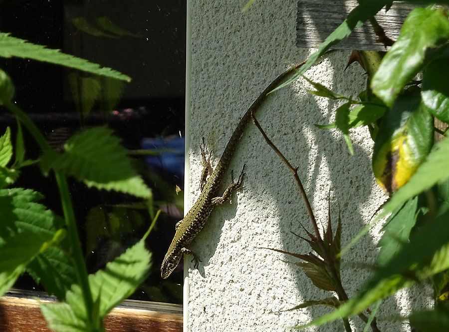 2016-06-05-france07www
