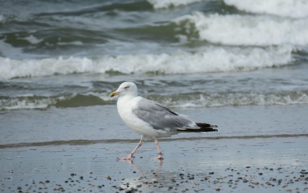 2019-08-25ff-norderney_0938